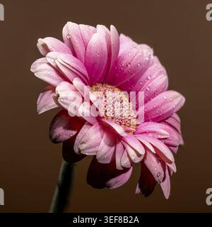 A macro view of a bright pink gerbera daisy covered in tiny water droplets, its detailed petals and yellow center highlighted against a warm, brown ba Stock Photo