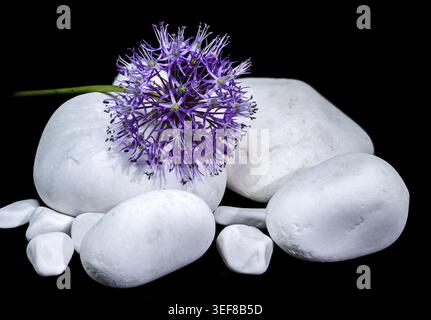 A close-up shot of a purple Allium flower, also known as Star of Persia, resting on smooth white stones against a stark black background Stock Photo