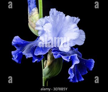 A close-up shot of an elegant blue and white bearded iris, its delicate petals unfolding against a stark black background Stock Photo