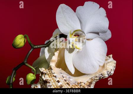 White orchid flowers with green buds rest on a textured seashell against a vivid red background, creating a bold, elegant composition Stock Photo