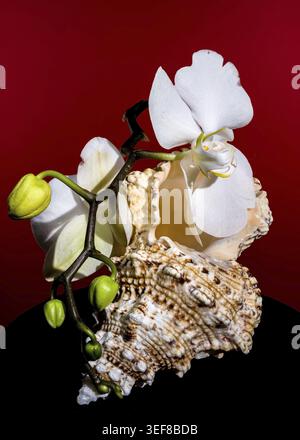 White orchid flowers with green buds rest on a textured seashell against a vivid red background, creating a bold, elegant composition Stock Photo