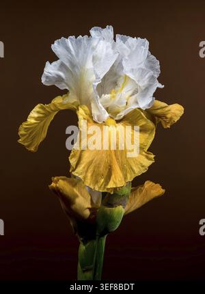 A close-up shot featuring two elegant white and yellow bearded iris flowers, their intricate petals displayed against a warm brown background Stock Photo