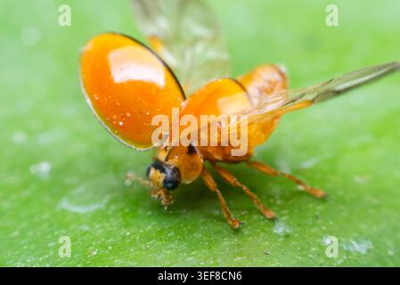 Macro closeup of orange ladybug on green leaf with open wings showing detailed insect texture and vibrant natural wildlife colors Stock Photo