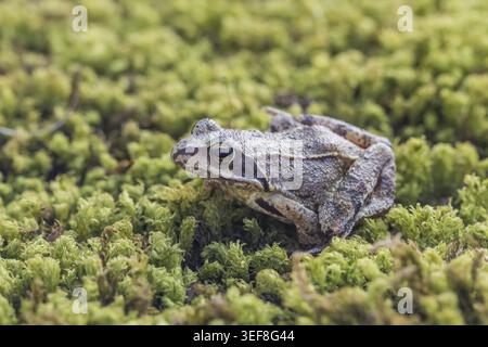 Rana dalmatina, Springfrosch, Niedersachsen - Rana dalmatina, known as Agile frog, Spring frog, Leap frog, Dalmatian frog from Germany Stock Photo