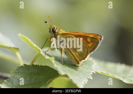 Ochlodes sylvanus (Ochlodes venatus), Rostfarbiger Dickkopffalter - Ochlodes sylvanus, syn. Ochlodes venatus, known as Large skipper Stock Photo