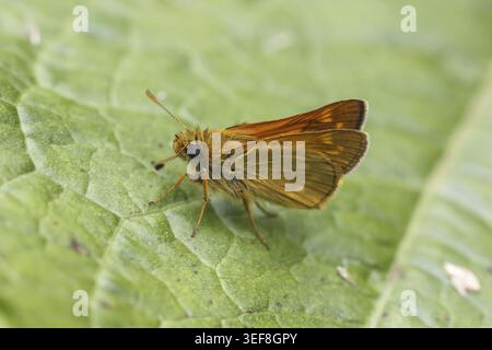 Ochlodes sylvanus (Ochlodes venatus), Rostfarbiger Dickkopffalter - Ochlodes sylvanus, syn. Ochlodes venatus, known as Large skipper Stock Photo