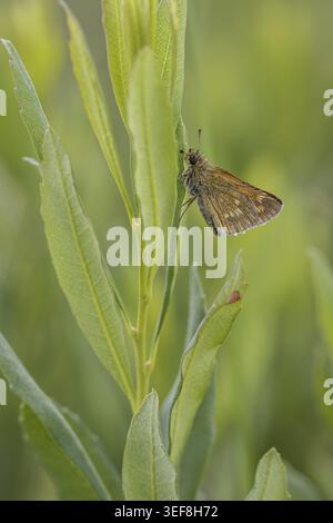 Ochlodes sylvanus (Ochlodes venatus), Rostfarbiger Dickkopffalter - Ochlodes sylvanus, syn. Ochlodes venatus, known as Large skipper Stock Photo