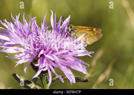 Ochlodes sylvanus (Ochlodes venatus), Rostfarbiger Dickkopffalter - Ochlodes sylvanus, syn. Ochlodes venatus, known as Large skipper Stock Photo
