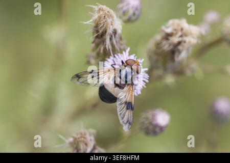 Volucella pellucens, Gemeine Waldschwebfliege, Gemeine Hummelschwebfliege, Waldschwebfliege, Hummelschwebfliege, Schwebfliege - Volucella pellucens, k Stock Photo