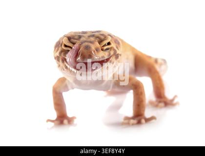 Leopard gecko in front of white background Stock Photo