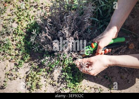 Hands use garden shears to trim lavender bush in sunny garden. Pruning dry lavender, pruning lavender in spring, how to prune lavender, plant care. Stock Photo