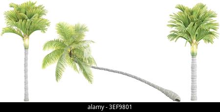 Manila palm,Coconut and palm trees Isolated tree on white background, The collection of trees.Large trees are growing in summer Stock Vector