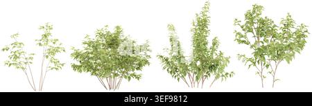 White dogwood,Apple trees isolated on white background, tropical trees isolated used for architecture Stock Vector