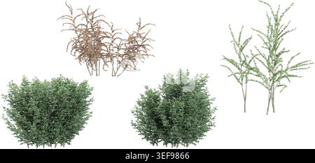 Stoebe,Kohuhu Trees isolated on white background, tropical trees isolated used for architecture Stock Vector
