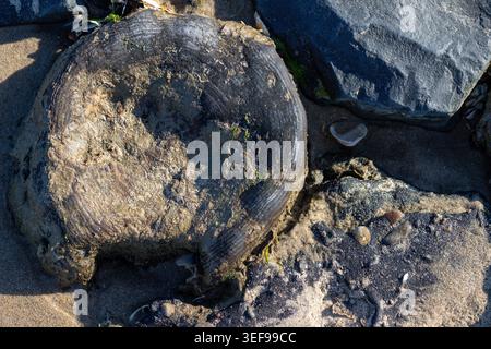 Striking photograph of large rock formation on beach creating dramatic focal point in coastal landscape. Natural weathering and texture patterns revea Stock Photo