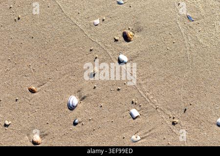 Charming overhead photograph of scattered seashell fragments and shells on golden beach sand. Natural daylight reveals the variety of shell shapes, co Stock Photo