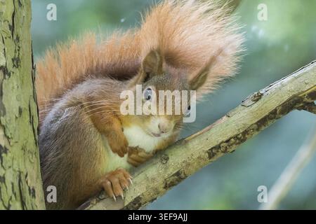 A curious squirrel (Sciurus vulgaris) with a bushy tail sitting on a branch, Hesse, Germany Stock Photo