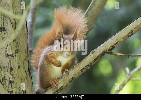 A curious squirrel (Sciurus vulgaris) with a bushy tail sitting on a branch, Hesse, Germany Stock Photo