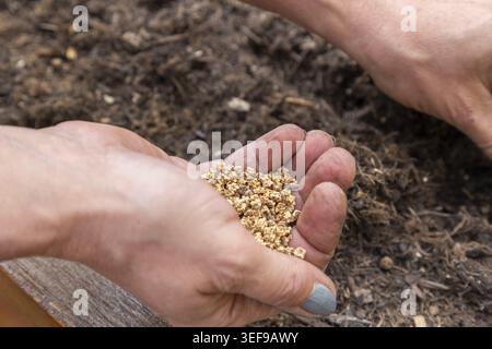 Hands holding plant seeds above ground ready for sowing Stock Photo