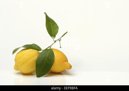 Lemons with leaves on white background Stock Photo