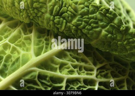 Savoy cabbage, detailed view of savoy cabbage Stock Photo