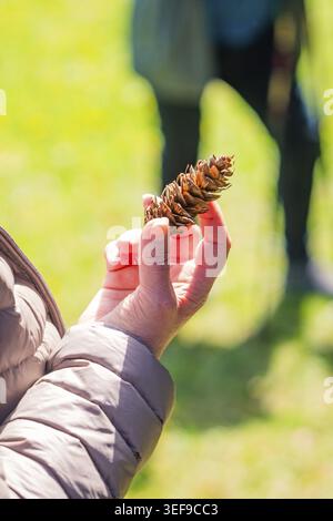 Person holding a pine cone in the sun, Naturfuehrung Heckengaeu, Aidlingen, Boeblingen district, Germany Stock Photo