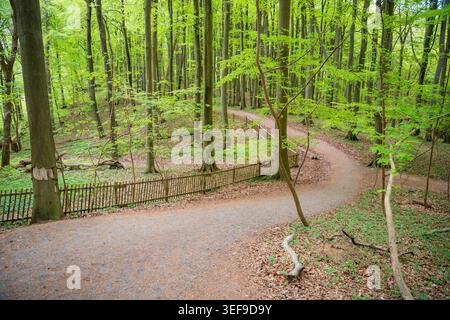 Walking trail through green spring forest in Jasmund National Park on Ruegen island, Germany. Scenic nature path among beech trees Stock Photo