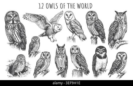 A collection of 12 detailed hand-drawn owl illustrations in a vintage engraving style. Perfect for wildlife conservation posters, nature-themed appare Stock Vector
