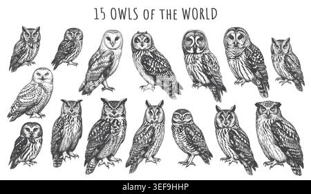 Set of 15 hand-drawn vintage owl illustrations featuring various species. Ideal for natural history books, wildlife merchandise, and rustic branding d Stock Vector