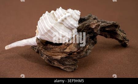 Studio macro shot of a Tibia fusus shell placed on natural curved driftwood. The image highlights the contrast between the white spiral shell and roug Stock Photo