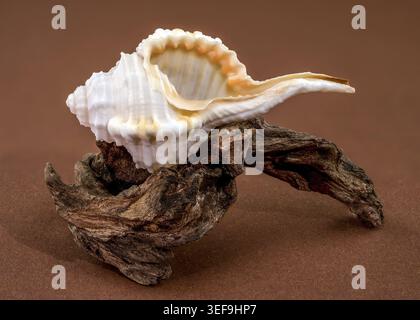 Studio macro shot of a Tibia fusus shell placed on natural curved driftwood. The image highlights the contrast between the white spiral shell and roug Stock Photo