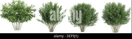 Cherry Bush,Dogwood,Deciduous trees isolated on white background, tropical trees isolated used for architecture Stock Vector
