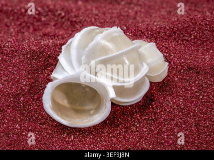 Broken tun shell fragments with smooth translucent texture on red sand background. Marine mollusk remains, natural coastal still life, macro studio cl Stock Photo