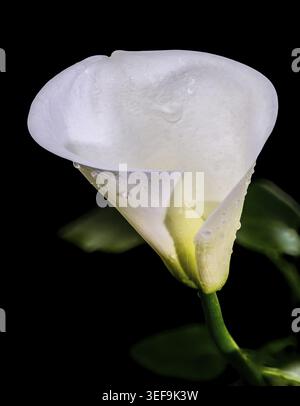 Elegant white calla lily flower with soft green stem isolated on black background. Minimal floral macro with dramatic lighting and smooth texture Stock Photo
