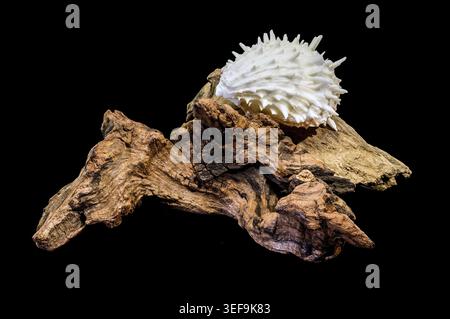 Detailed macro shot of a spiny Spondylus thorny oyster seashell resting on natural driftwood, isolated against a solid black background Stock Photo