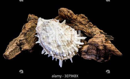 Detailed macro shot of a spiny Spondylus thorny oyster seashell resting on natural driftwood, isolated against a solid black background Stock Photo