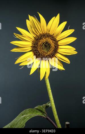 A striking single sunflower with water droplets on its petals and a textured center, set against a dark, neutral background Stock Photo
