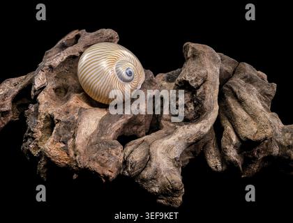 A polished Lined Moon Snail shell resting on a piece of dark weathered driftwood. This composition showcases the contrast between the smooth shell sur Stock Photo