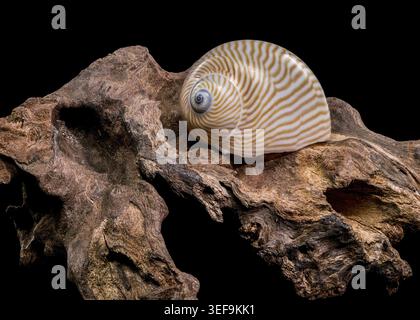 A polished Lined Moon Snail shell resting on a piece of dark weathered driftwood. This composition showcases the contrast between the smooth shell sur Stock Photo
