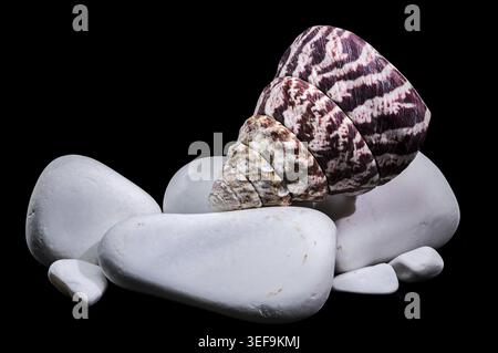 A macro studio photograph of a patterned Trochus maculatus seashell artfully balanced on smooth white pebbles against a solid black background Stock Photo