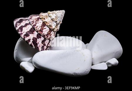 A macro studio photograph of a patterned Trochus maculatus seashell artfully balanced on smooth white pebbles against a solid black background Stock Photo