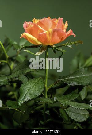 Beautiful blooming orange and yellow striped rose alongside a developing bud and glossy dark green leaves, all covered in tiny water droplets after a Stock Photo