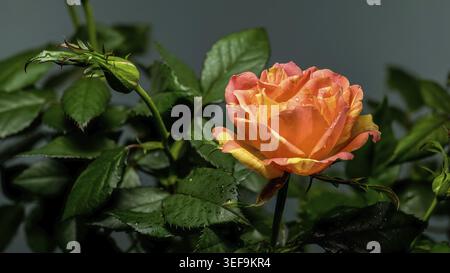 Beautiful blooming orange and yellow striped rose alongside a developing bud and glossy dark green leaves, all covered in tiny water droplets after a Stock Photo