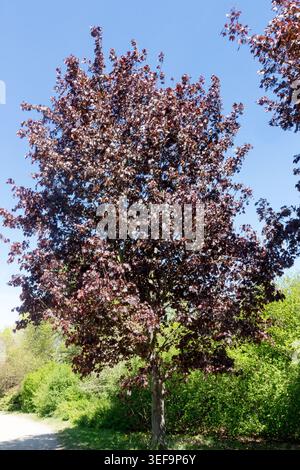 Acer platanoides 'Faassen's Black', Norway Maple Tree Stock Photo
