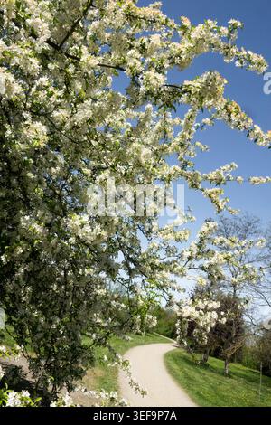 Blossoms branches above tath Stock Photo