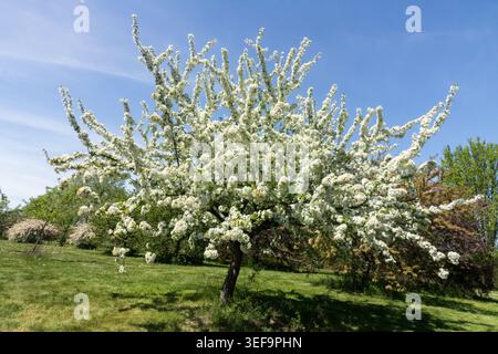 Japanese Flowering Crabapple, Malus floribunda, Blossom Tree Stock Photo