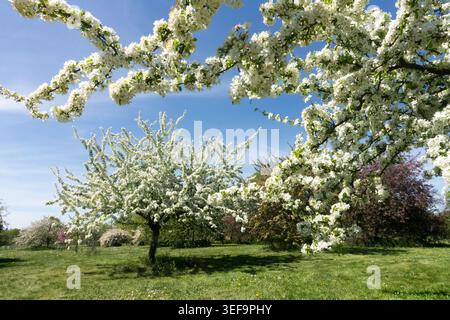 White flowers of Toringo Crabapple Malus toringo on branches in a Spring Garden Stock Photo