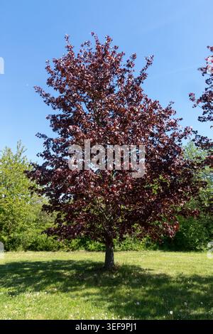 Acer platanoides 'Faassen's Black', Norway Maple Tree Stock Photo