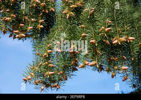 Purplish-brown young cones and weeping needles of Brewers Weeping Spruce Picea breweriana on branches Stock Photo