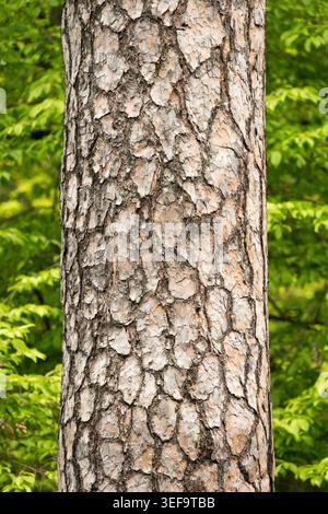 Scots Pine Trunk Pinus sylvestris Stock Photo